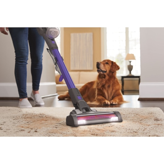 BLACKDECKER BHFEV182CP aspirateur balai sans fil nettoie un tapis, chien à l’arrière-plan, intérieur.